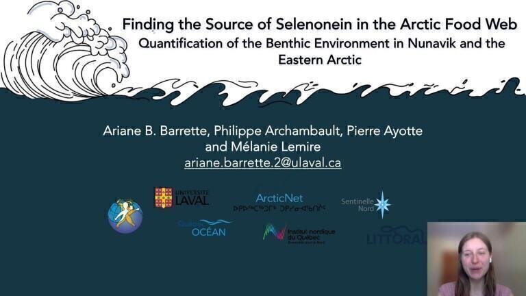 Finding the Source of Selenonein in the Arctic Food Web: Quantification of the Benthic Environment